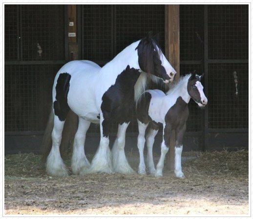 Pearlie Queen and WR Great Scott 
are both sold.